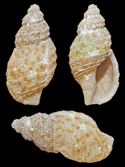 Daphnella