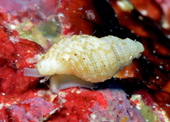 Daphnella