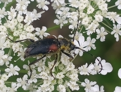 Brachyleptura