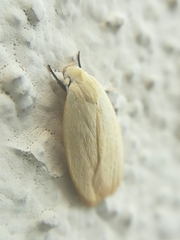 Durrantia piperatella