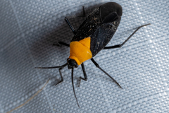 Prepops insitivus