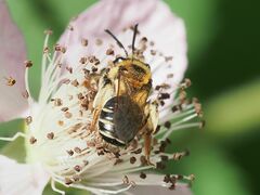 Andrena