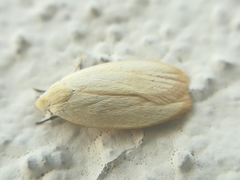 Durrantia piperatella