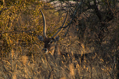 Kobus ellipsiprymnus ellipsiprymnus