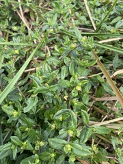 Enydra sessilis