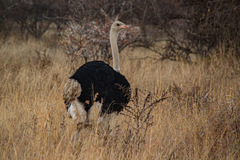 Struthio camelus australis