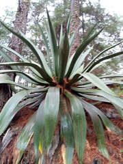 Agave inaequidens