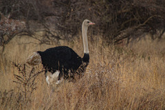 Struthio camelus australis