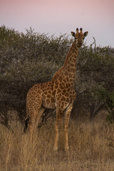 Giraffa camelopardalis giraffa