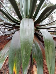 Agave inaequidens