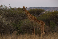 Giraffa camelopardalis giraffa