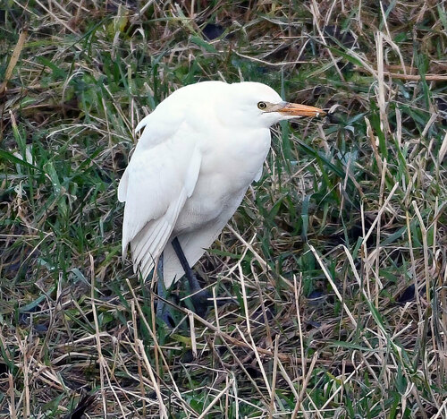 Garcilla bueyera (Bubulcus ibis)