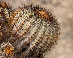 Copiapoa longistaminea