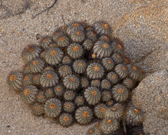 Copiapoa longistaminea