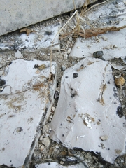 Lasius
