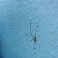 Holocnemus pluchei