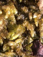 Rhynchostegium murale