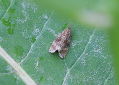 Olethreutes astrologana