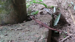 Anolis peraccae