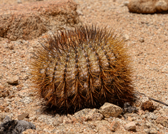 Copiapoa longistaminea