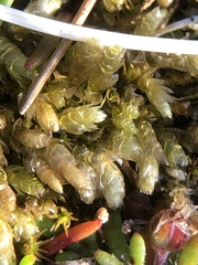 Rhynchostegium murale