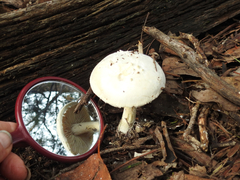 Amanita ananiceps