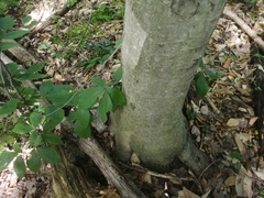 Fagus grandifolia