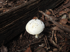 Amanita ananiceps