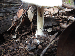 Amanita ananiceps