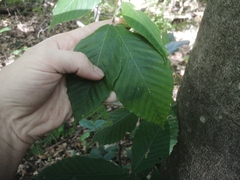Fagus grandifolia
