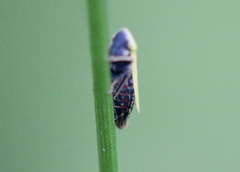 Diplocolenus