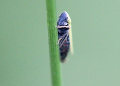 Diplocolenus