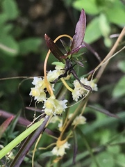 Cuscuta cuspidata