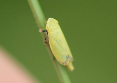 Diplocolenus