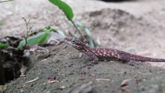 Anolis peraccae