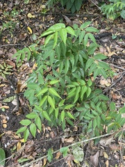 Libidibia monosperma