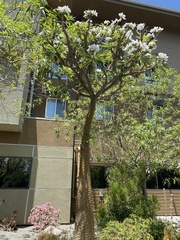 Chionanthus retusus