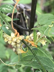 Cuscuta cuspidata