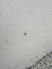 Lasius