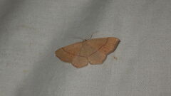 Cyclophora ruficiliaria