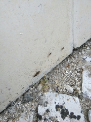 Lasius