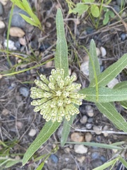 Asclepias lanuginosa