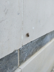 Lasius