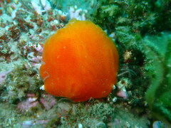 Aplidium elegans