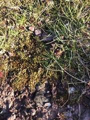 Rhynchostegium murale