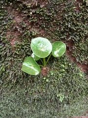 Peperomia bracteata