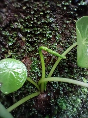 Peperomia bracteata