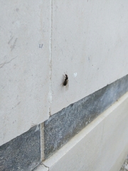 Lasius