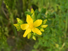 Hypericum perforatum