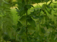 Hypericum perforatum